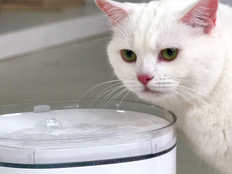 寵物飲水器視頻